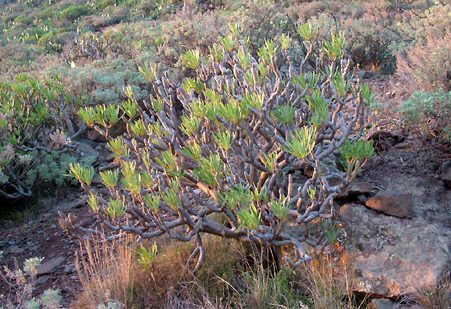 Kleinia neriifolia