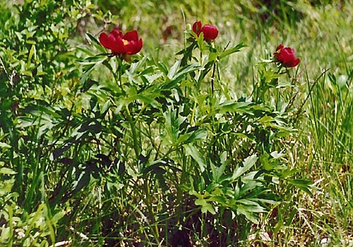 Paeonia peregrina