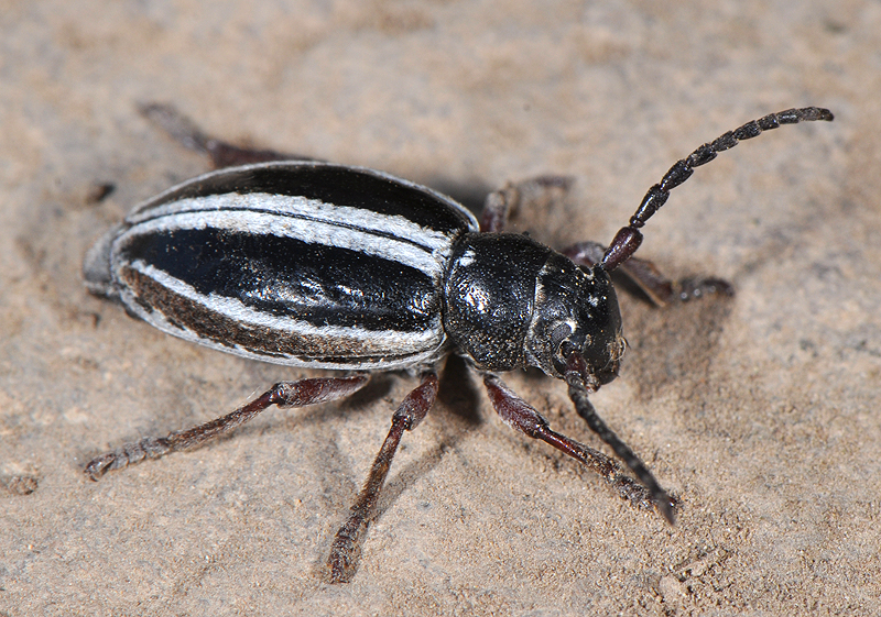 Dorcadion nitidum