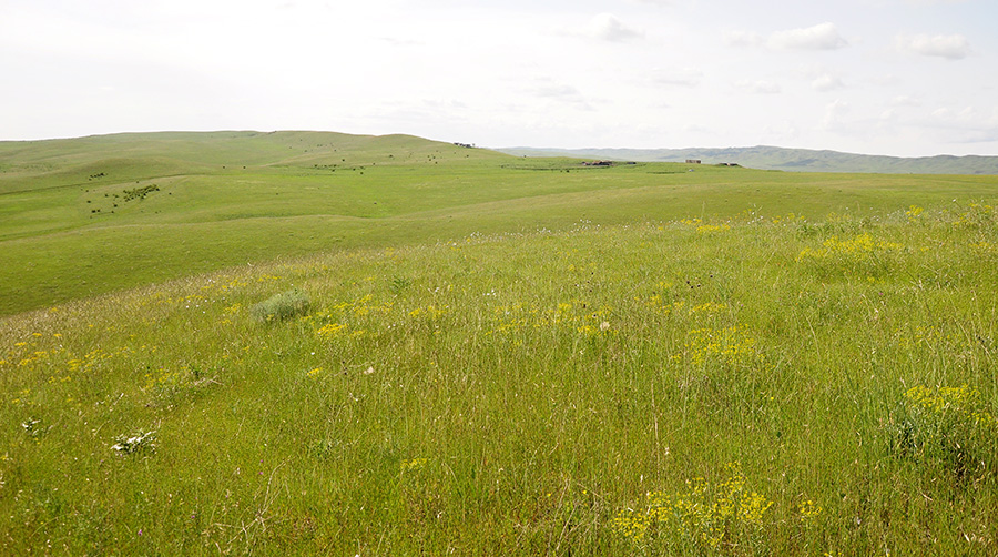 Steppes in Kasristskali environs