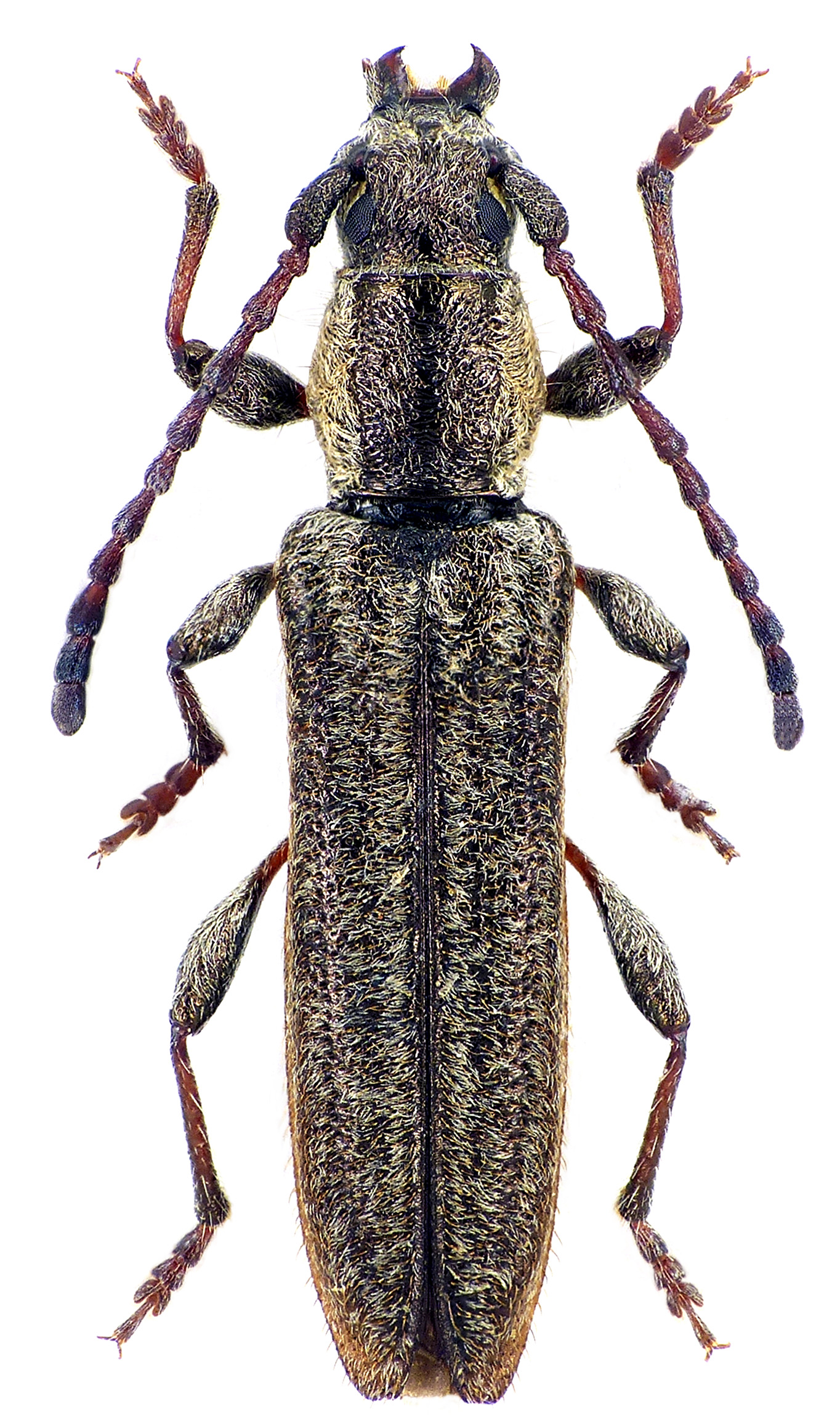 Deilus rugosicollis rugosicollis