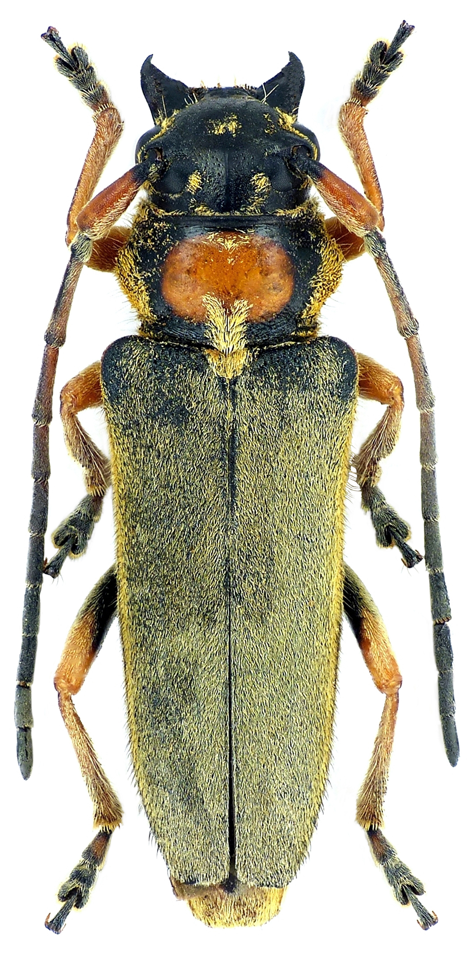 Phytoecia euimperialis