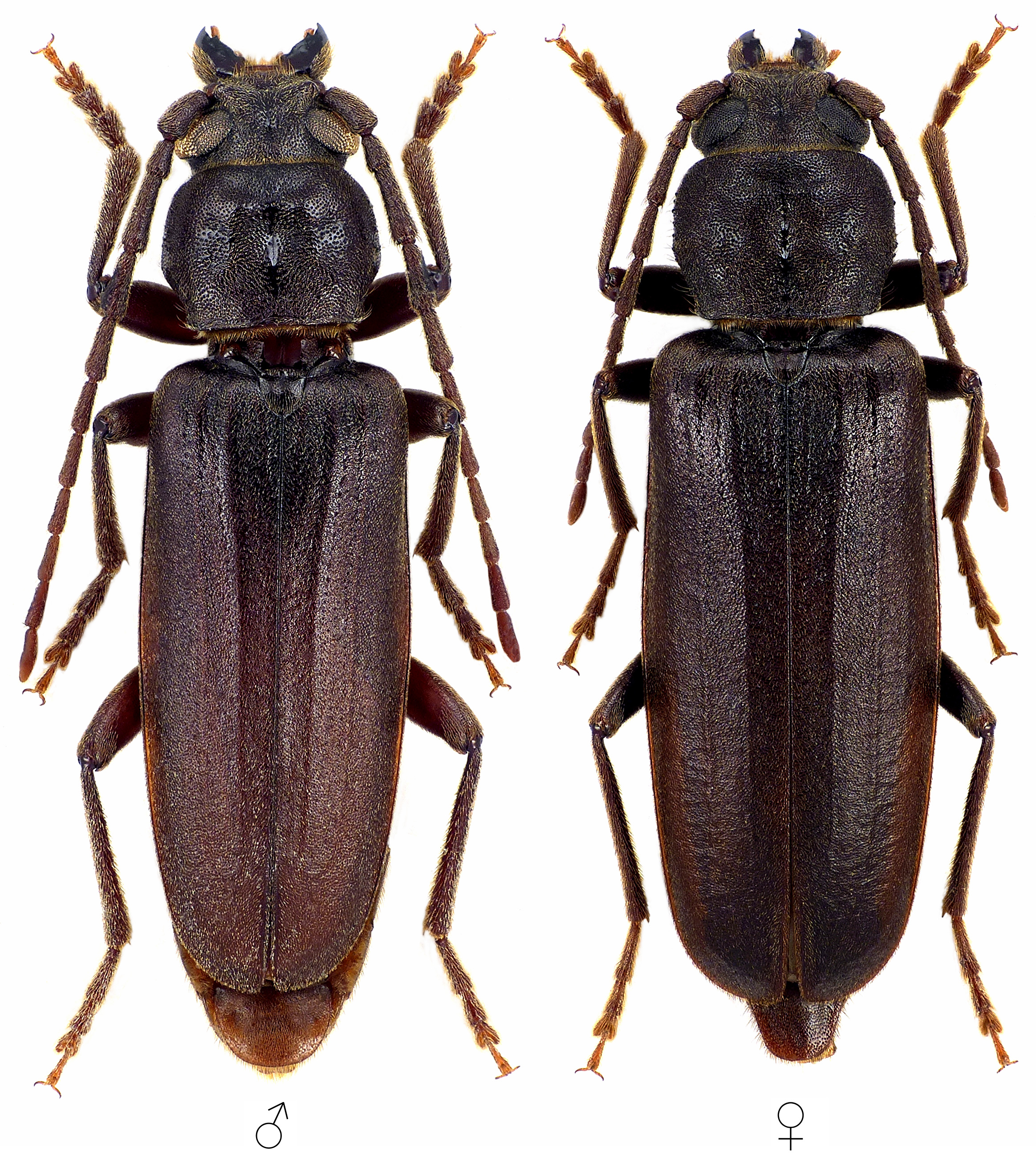 Arhopalus pinetorum