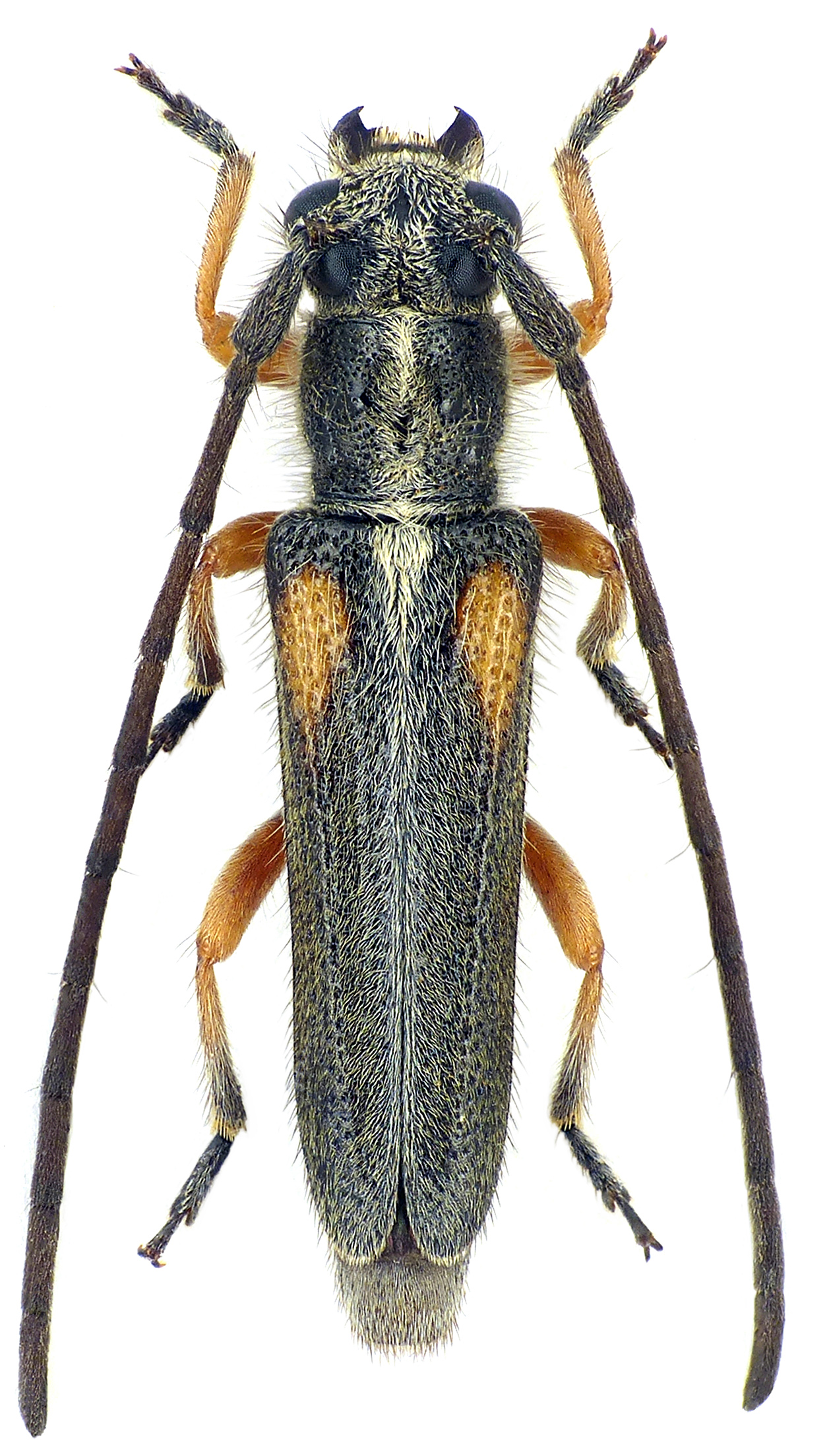 Phytoecia vittipennis leuthneri