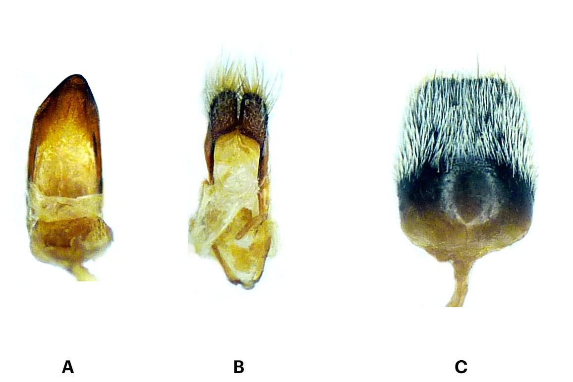 Conizonia kalashiana - genitalia