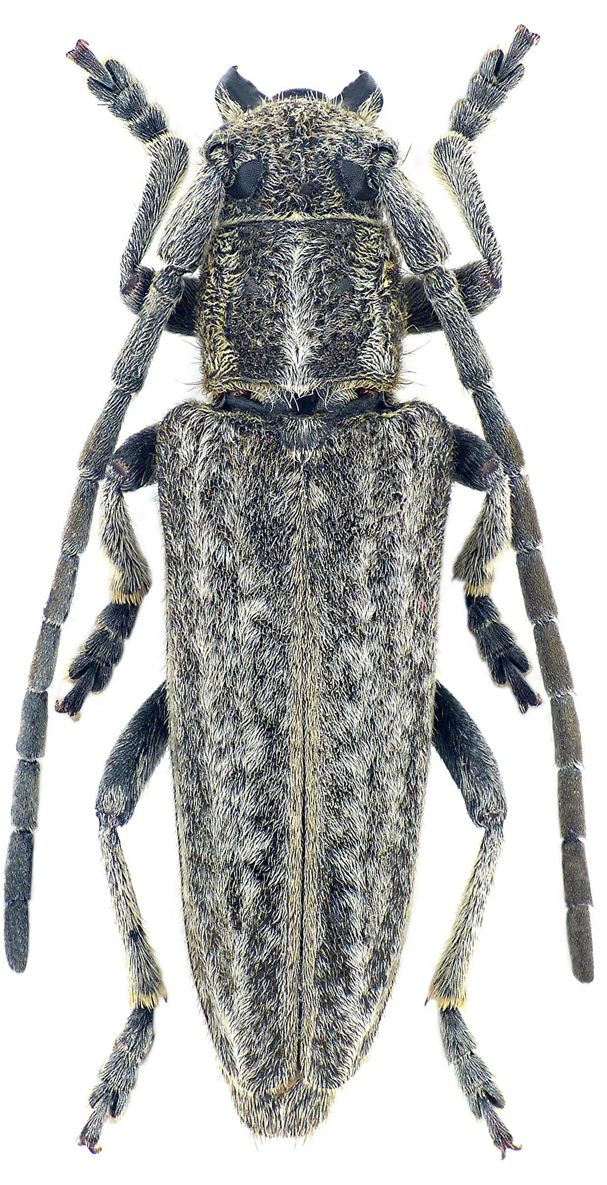 Conizonia kalashiana