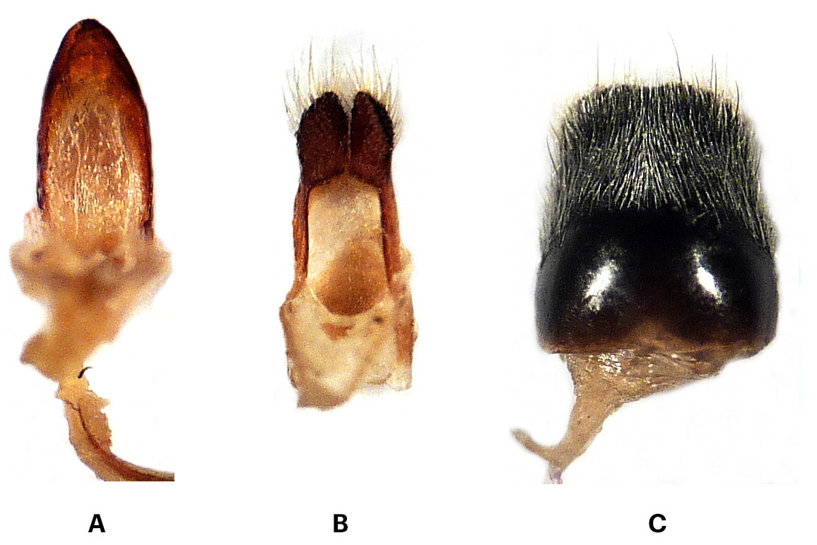 Conizonia georgiana - genitalia