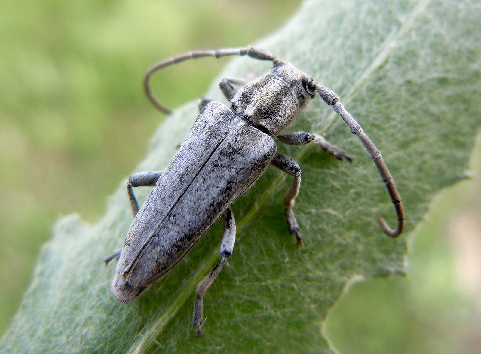 Conizonia georgiana