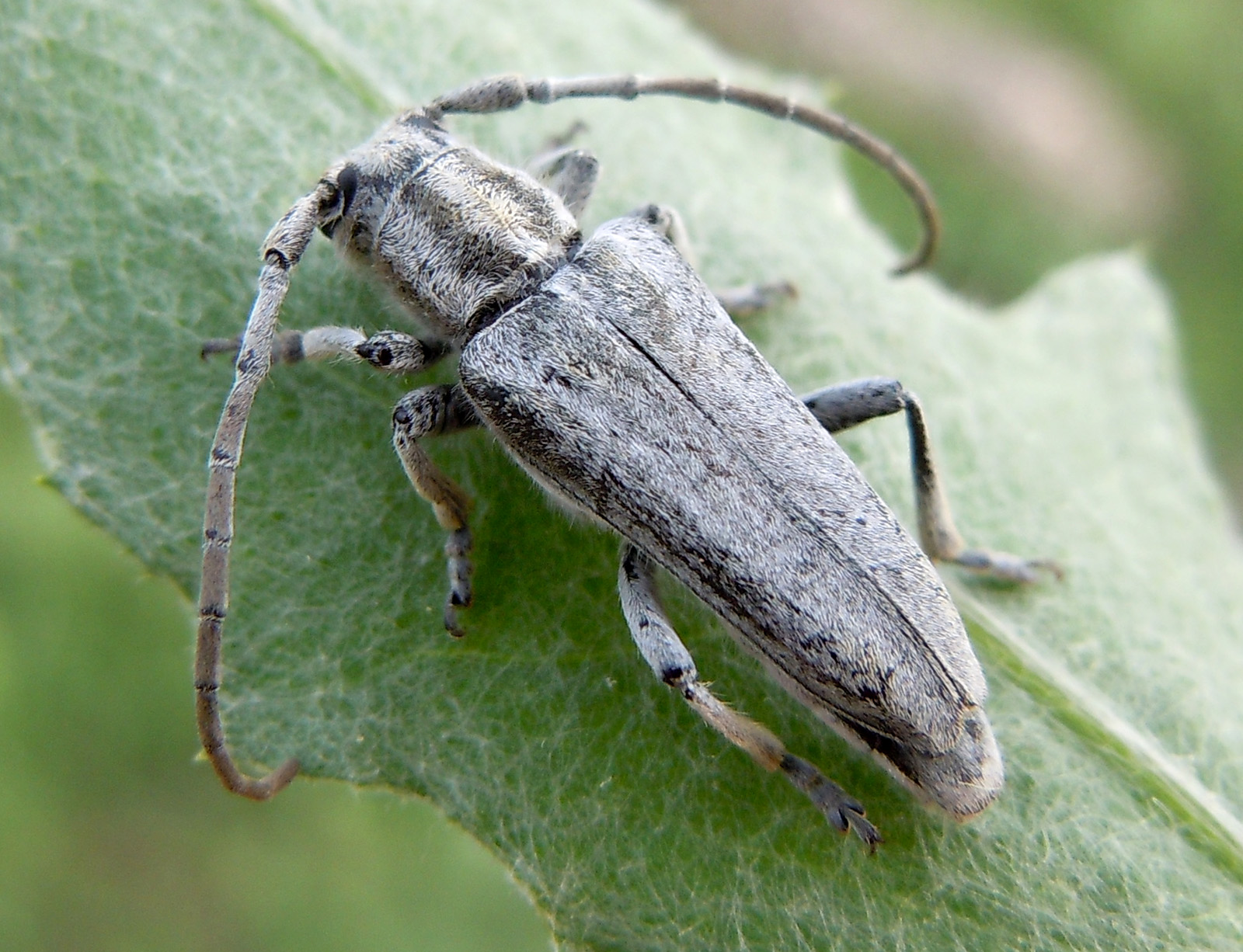 Conizonia georgiana