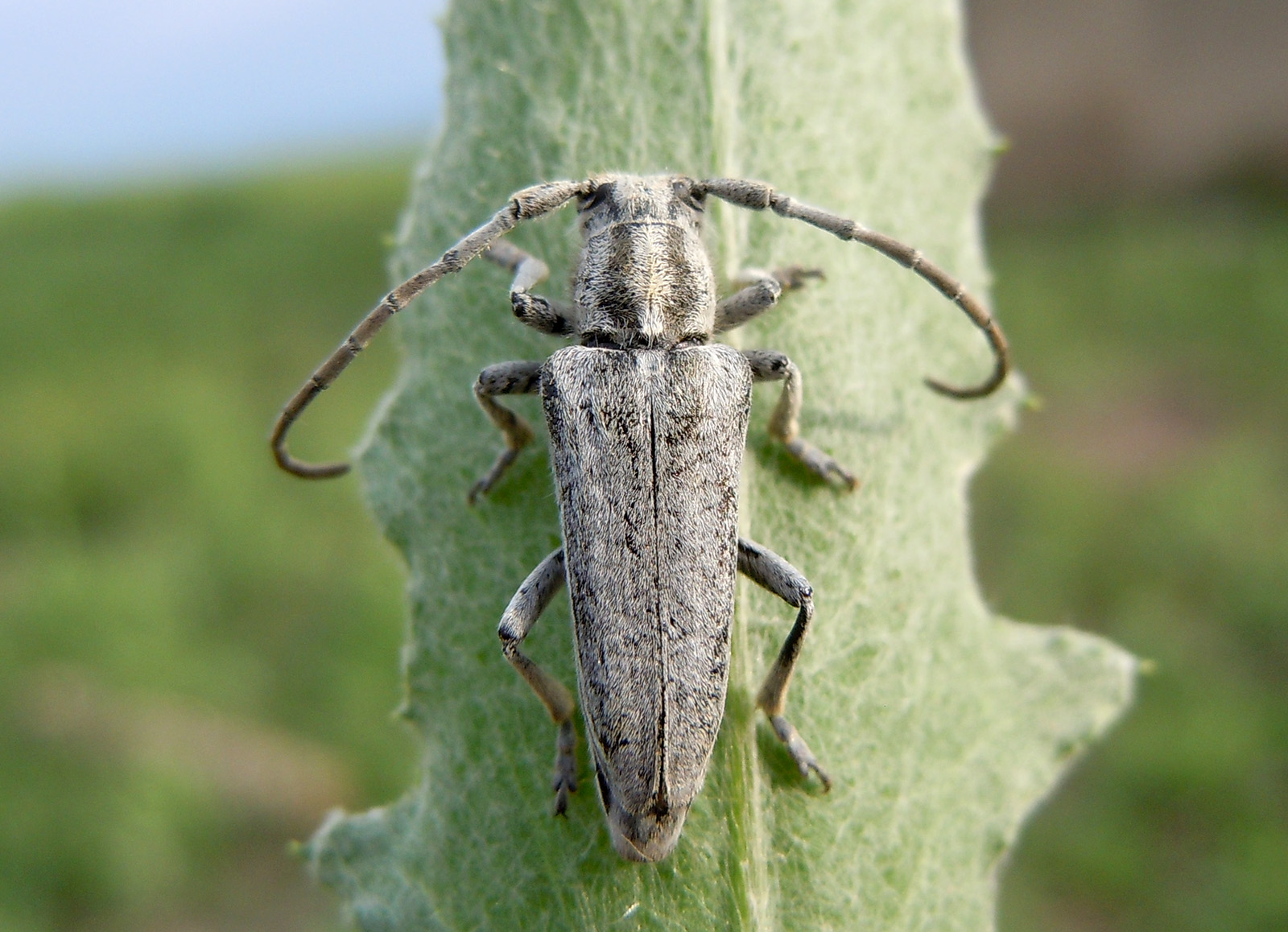 Conizonia georgiana