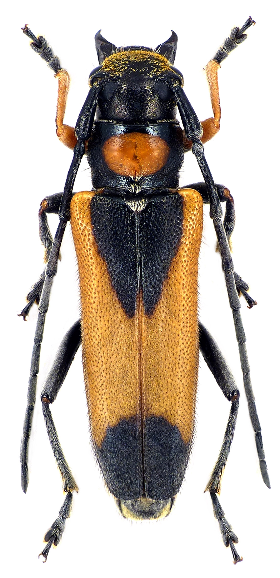 Phytoecia pretiosa