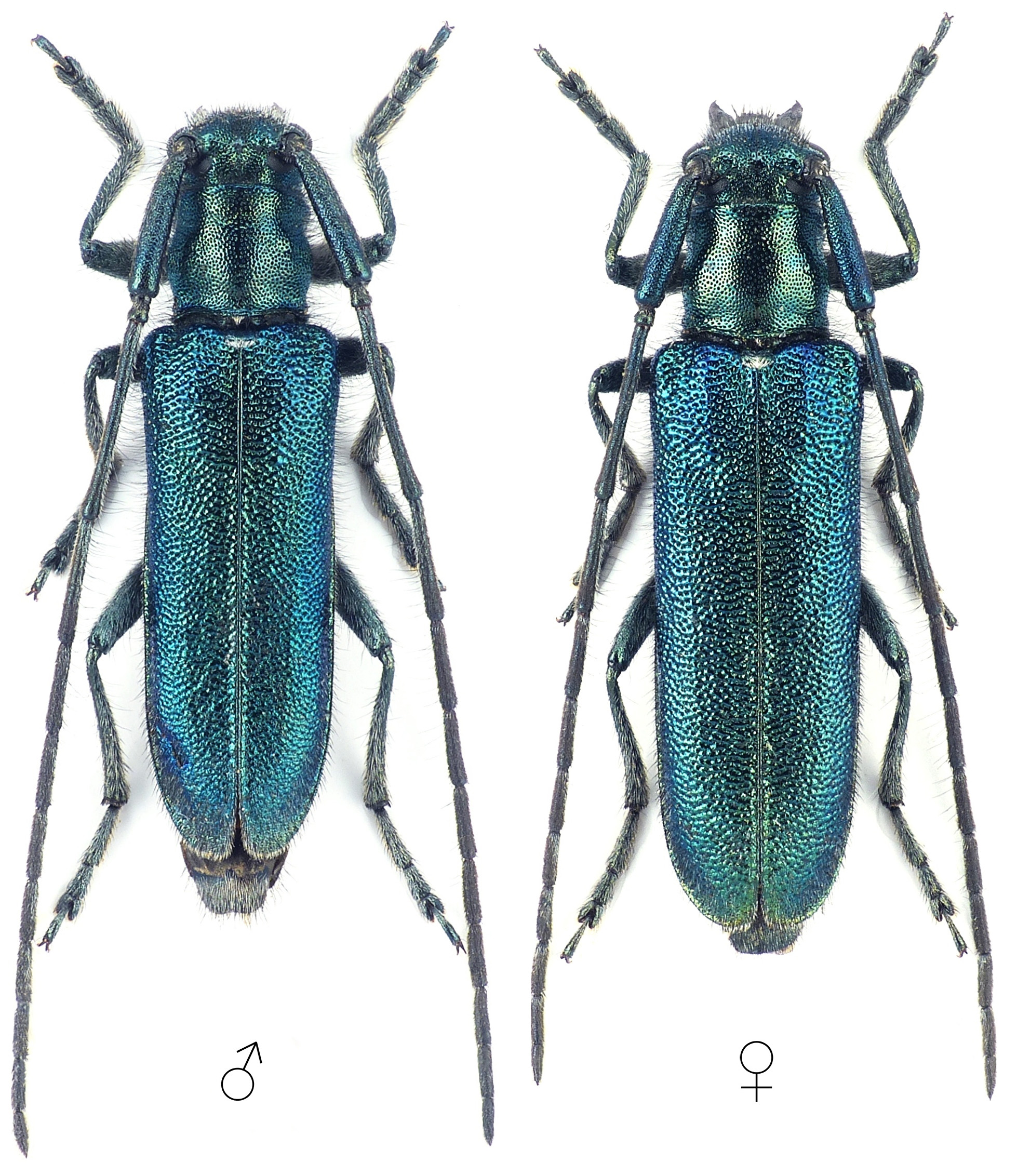 Agapanthia izzilloi