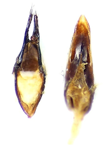 Agapanthia izzilloi - genitalia