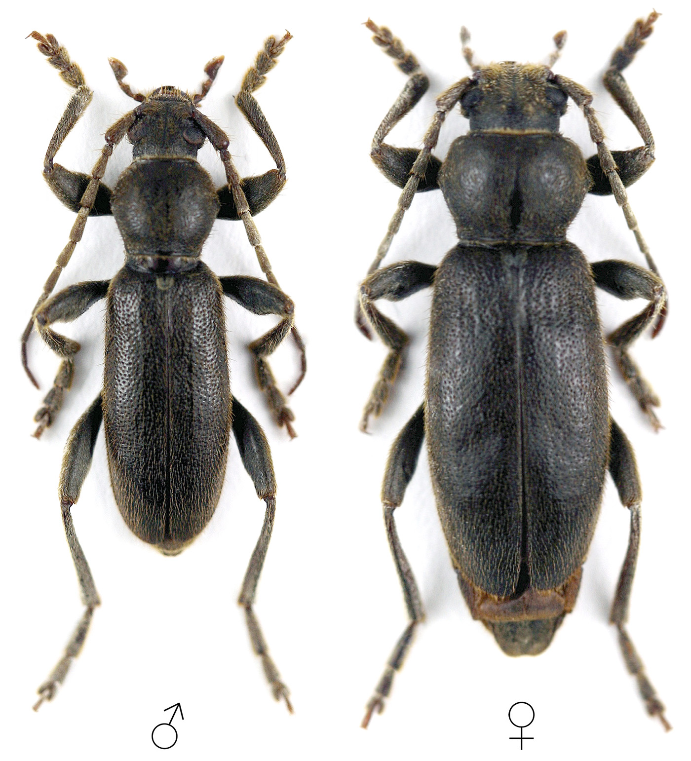 Drymochares cylindraceus