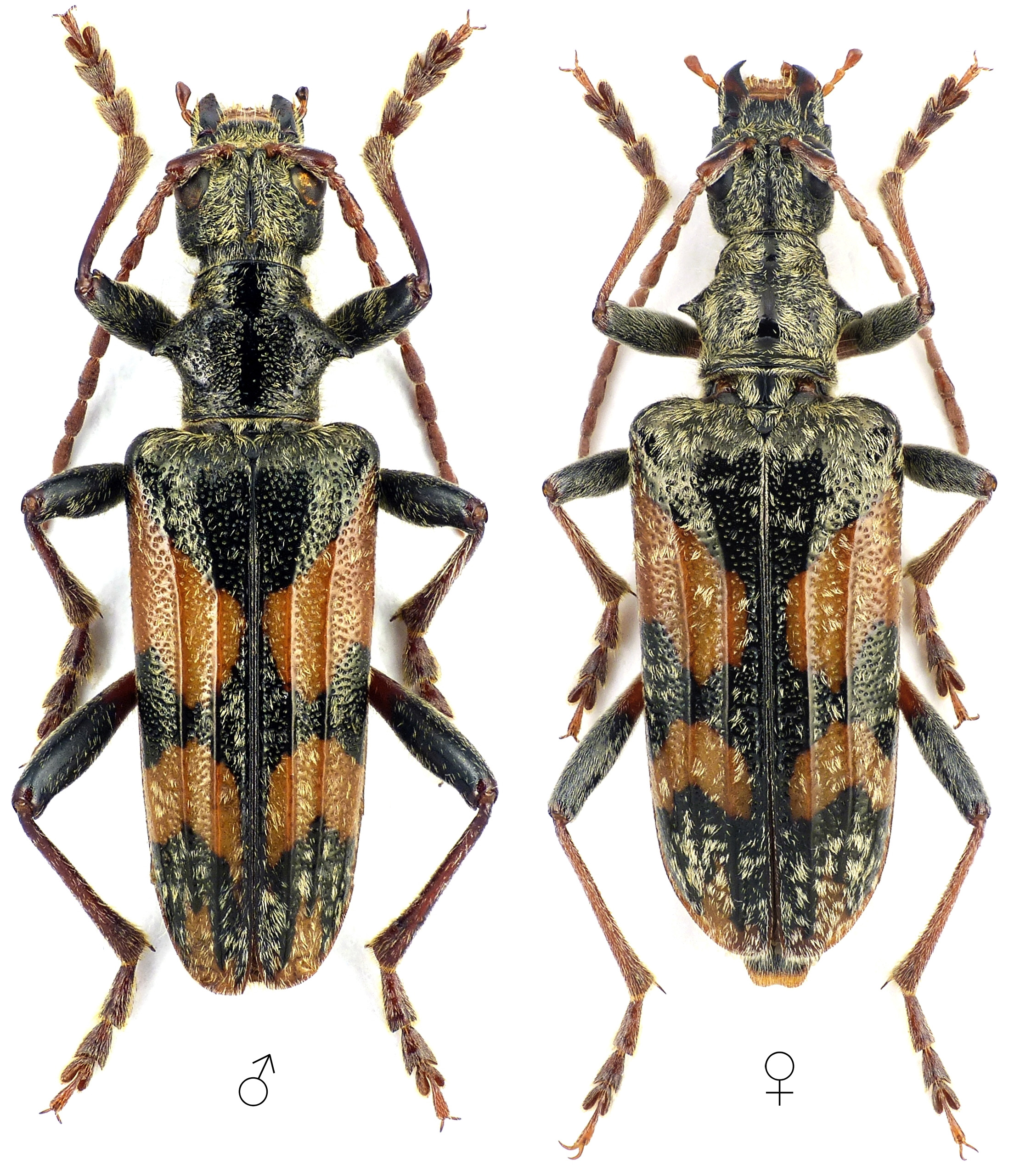 Rhagium pygmaeum