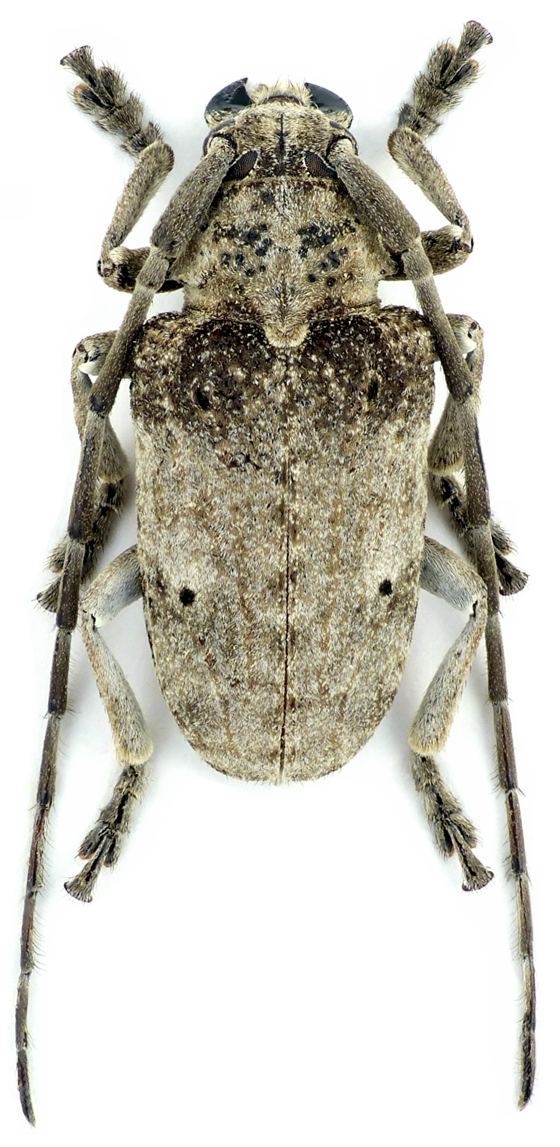 Crossotus arabicus