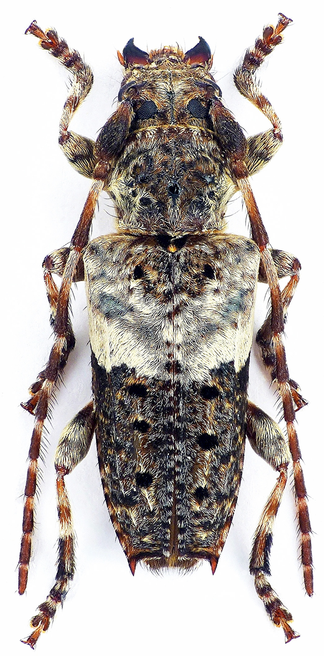 Pogonocherus eugeniae