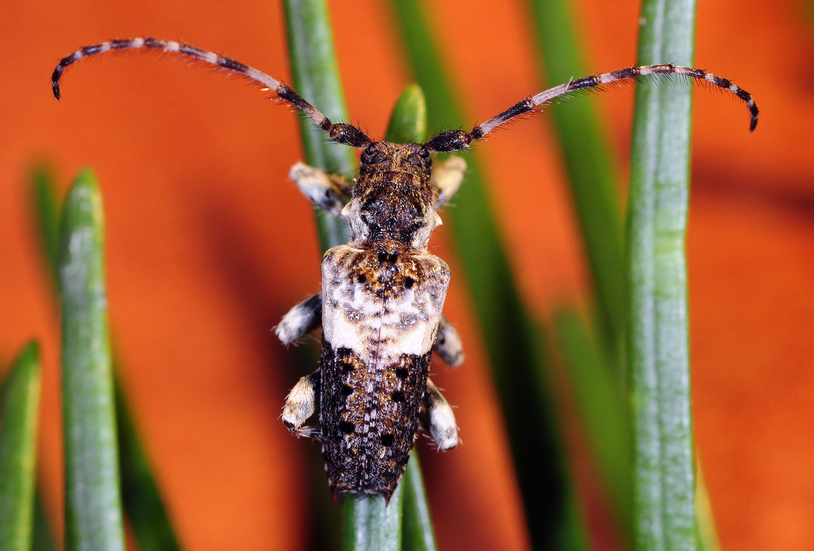 Pogonocherus eugeniae