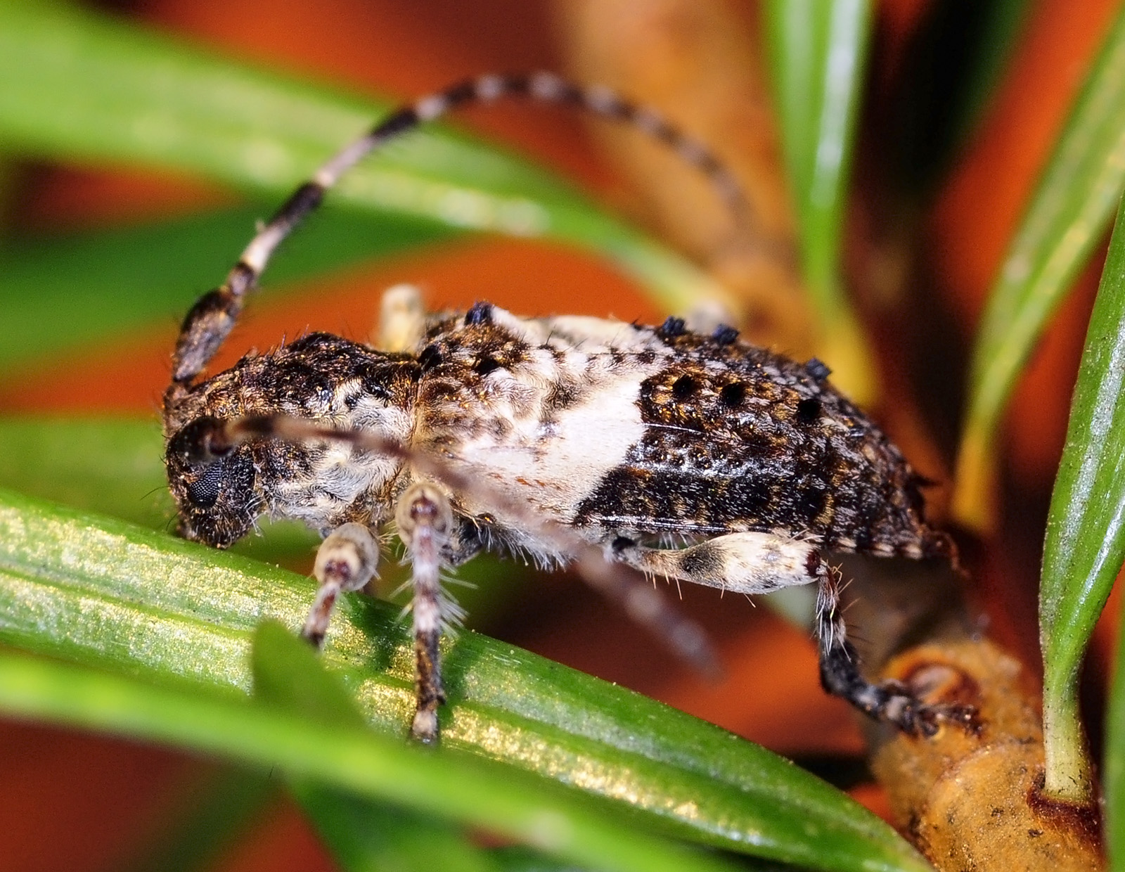 Pogonocherus eugeniae