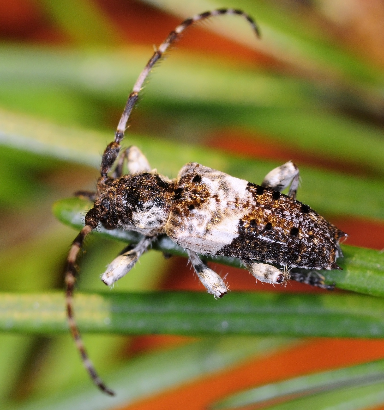 Pogonocherus eugeniae