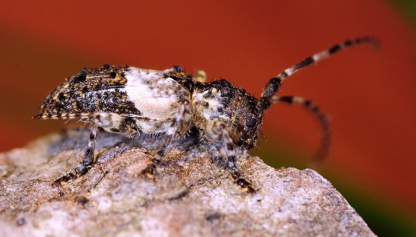 Pogonocherus eugeniae