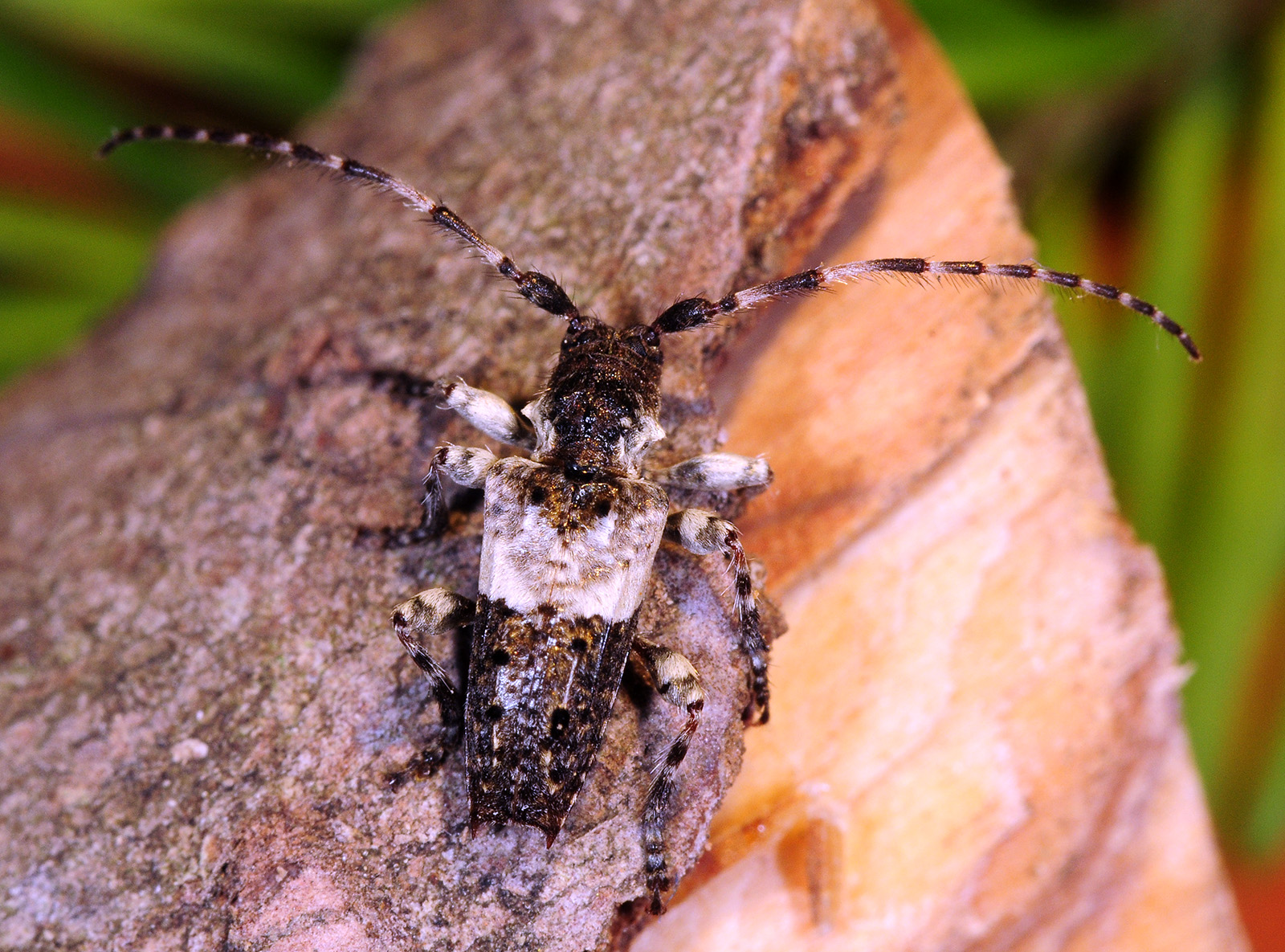 Pogonocherus eugeniae