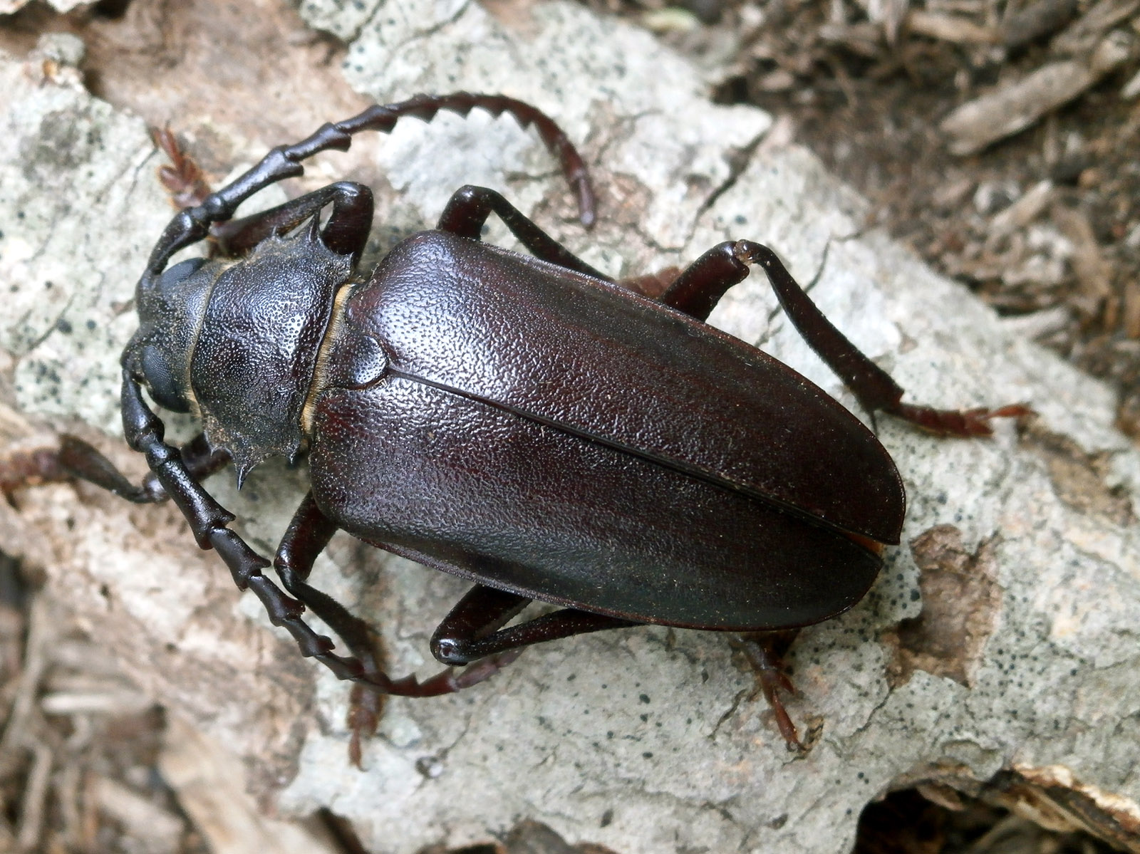 Mesoprionus besikanus - male