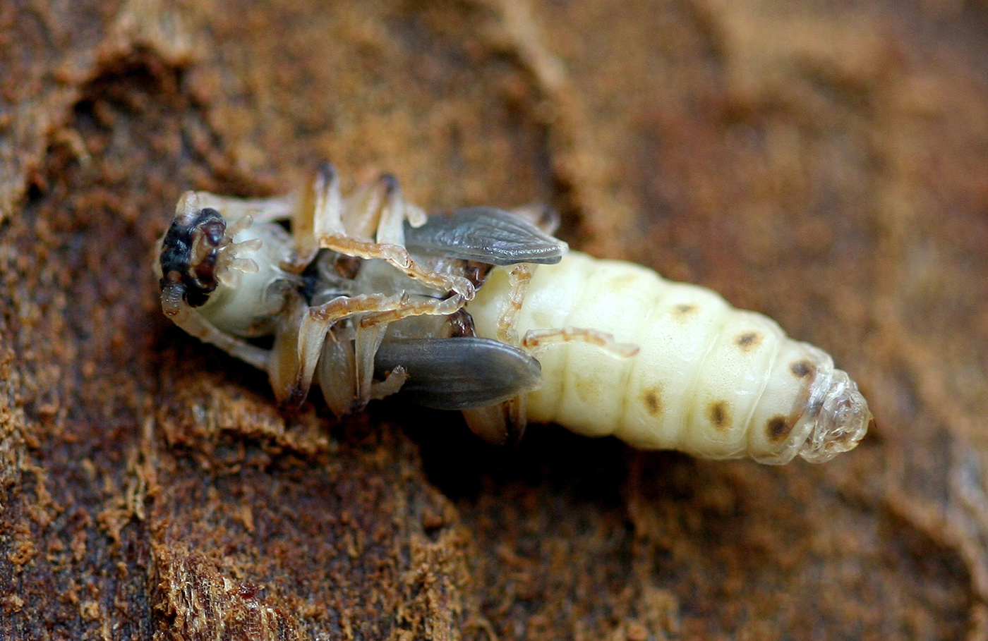 Tetropium gabrieli - pupa