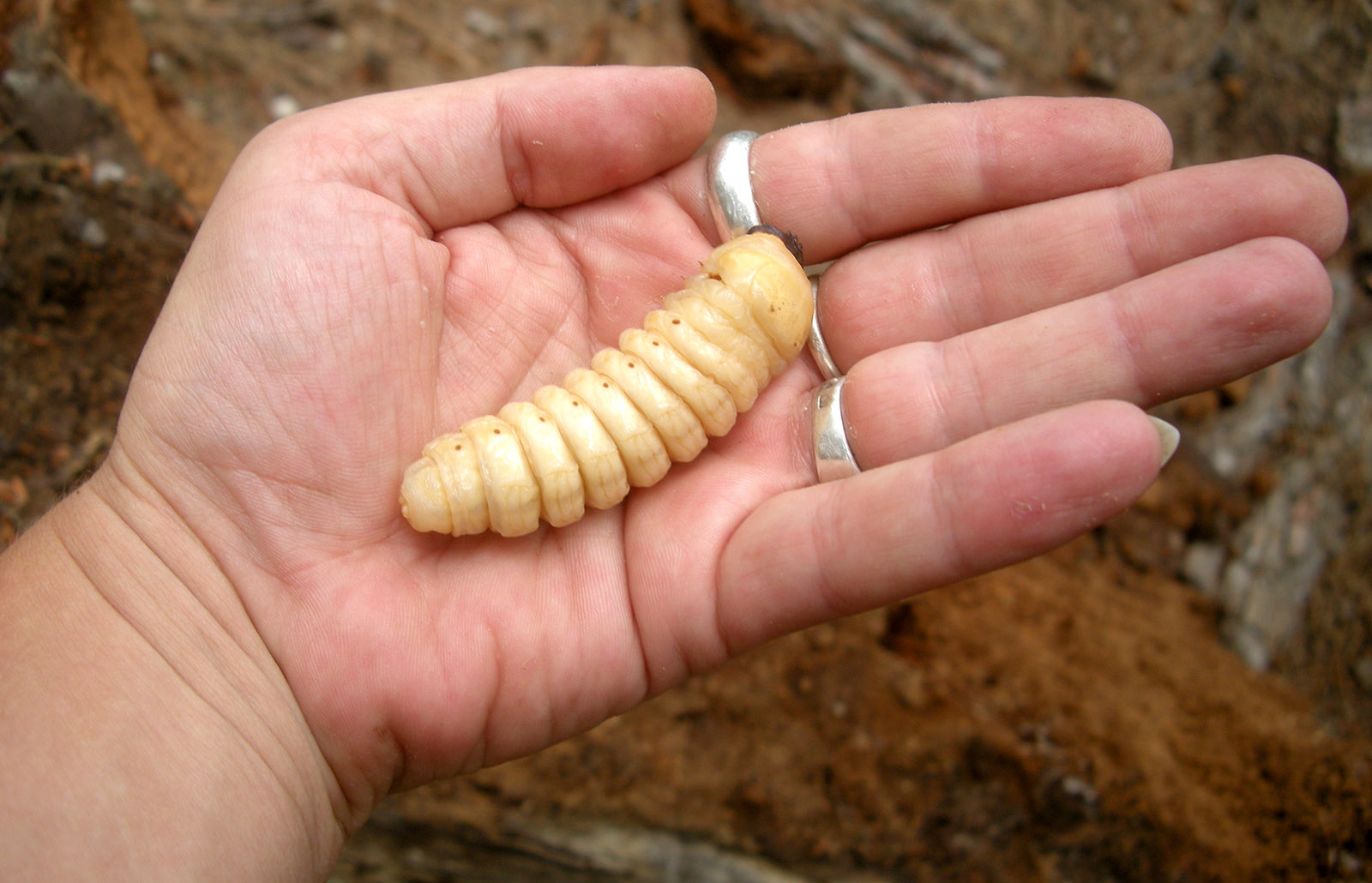 Callergates gaillardoti - praepupa