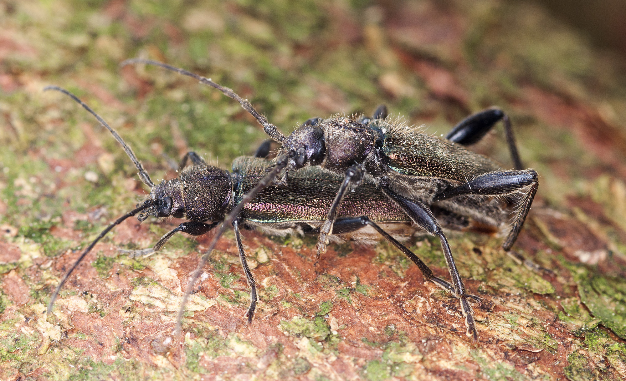 Callidium coriaceum