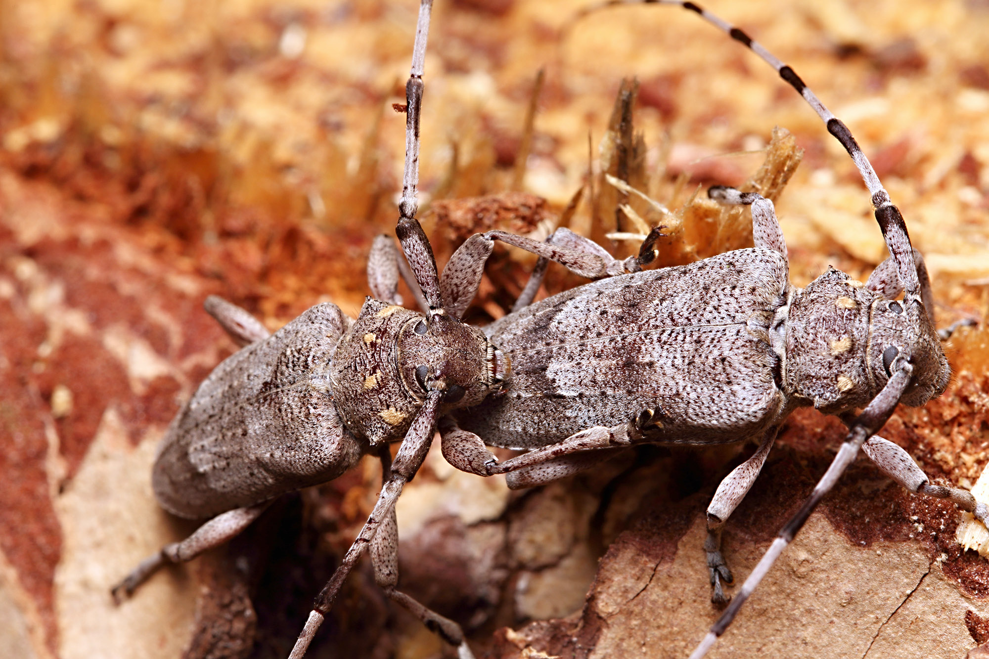 Acanthocinus aedilis