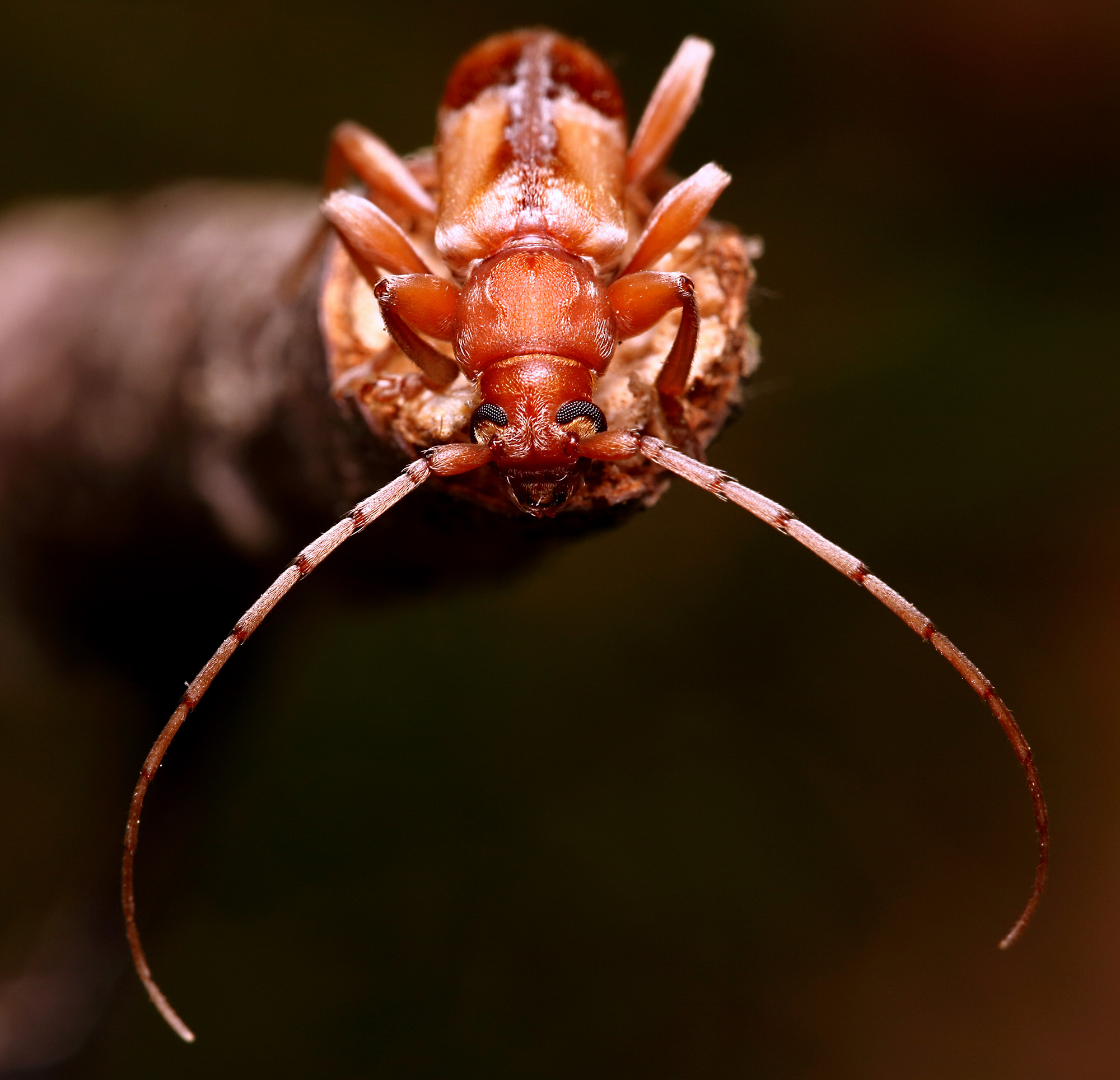 Trichoferus pallidus