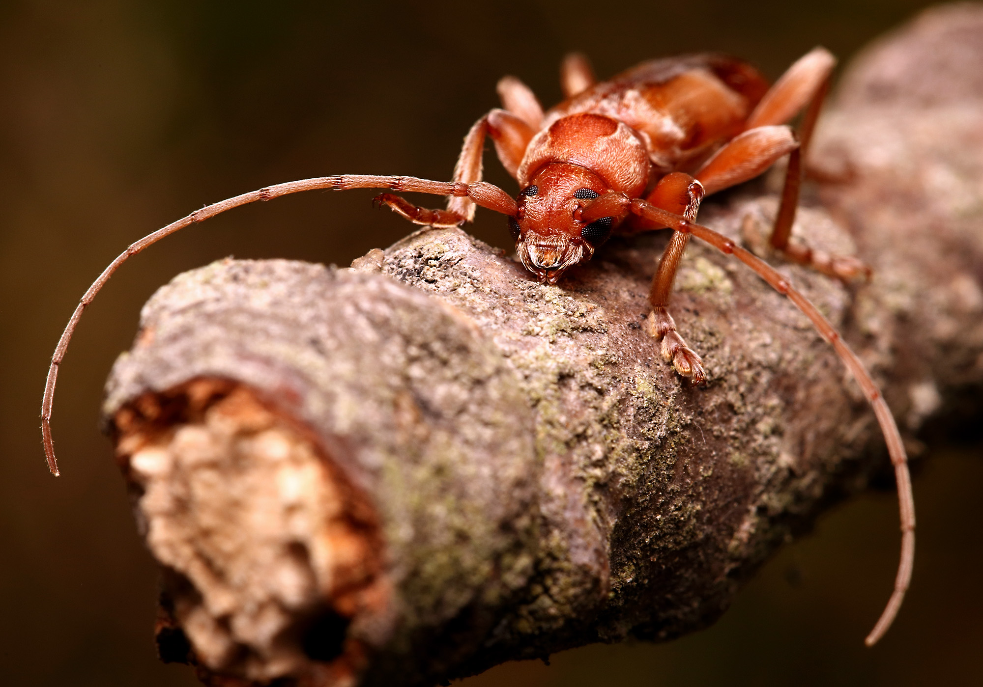 Trichoferus pallidus