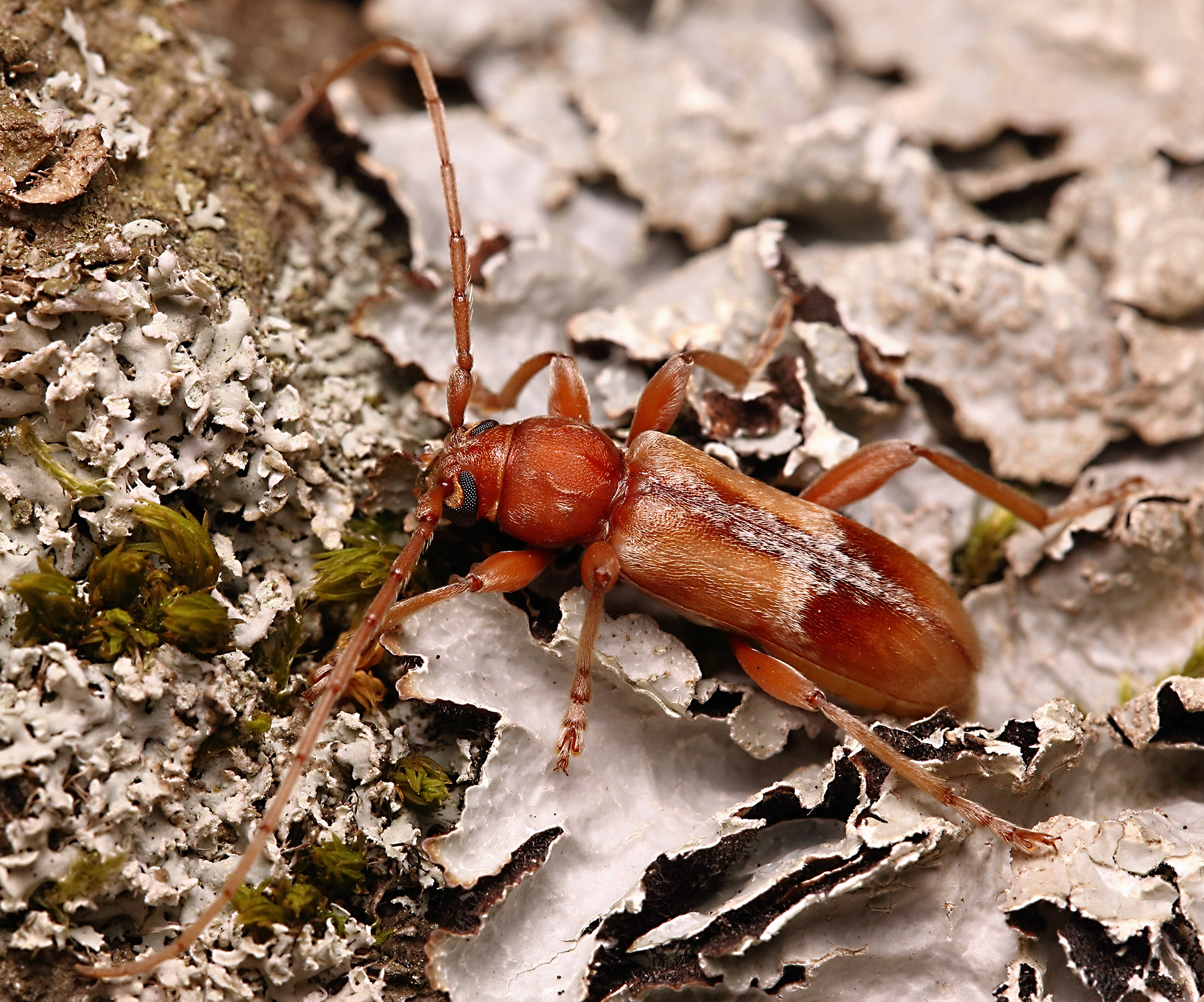 Trichoferus pallidus