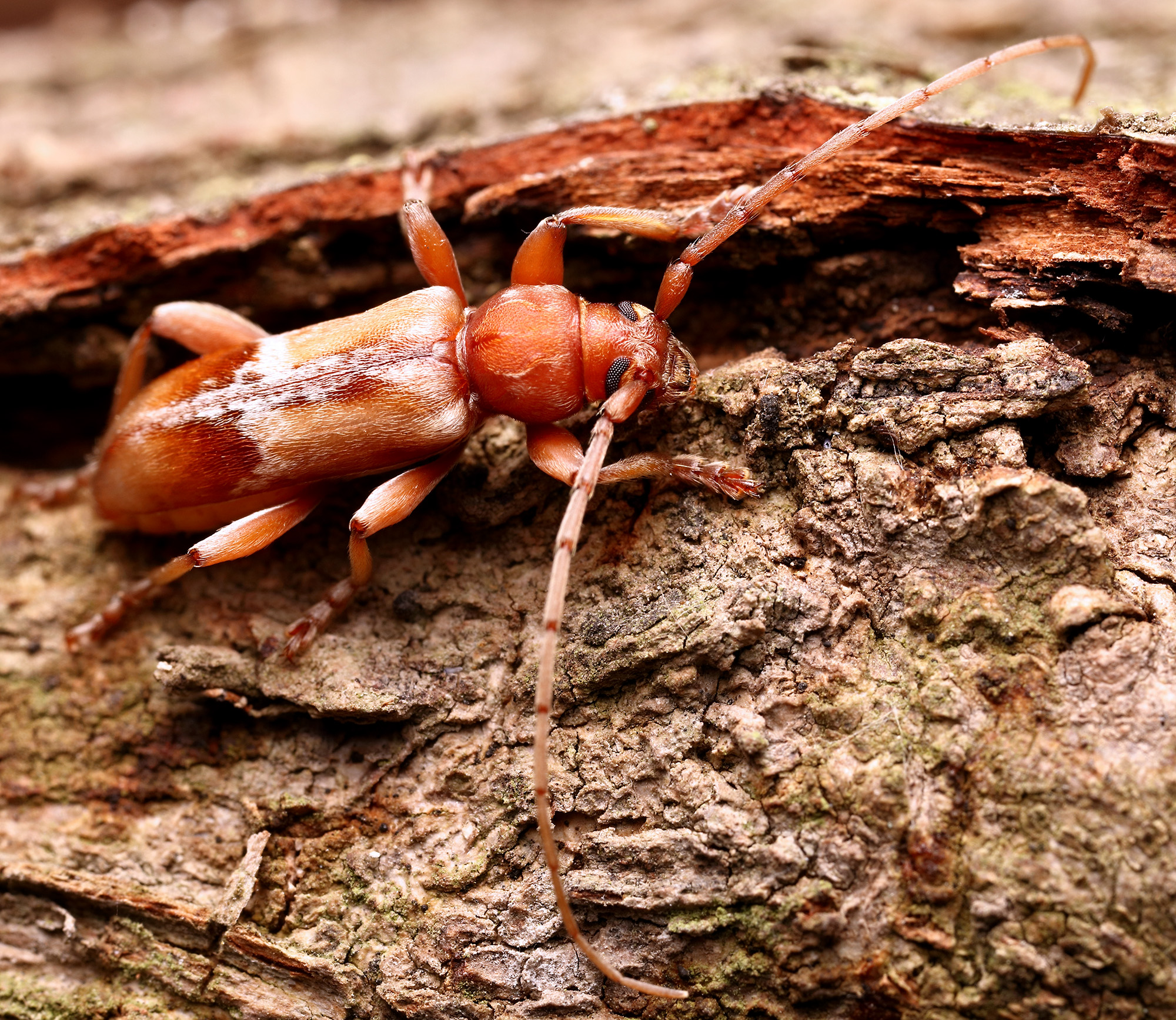 Trichoferus pallidus