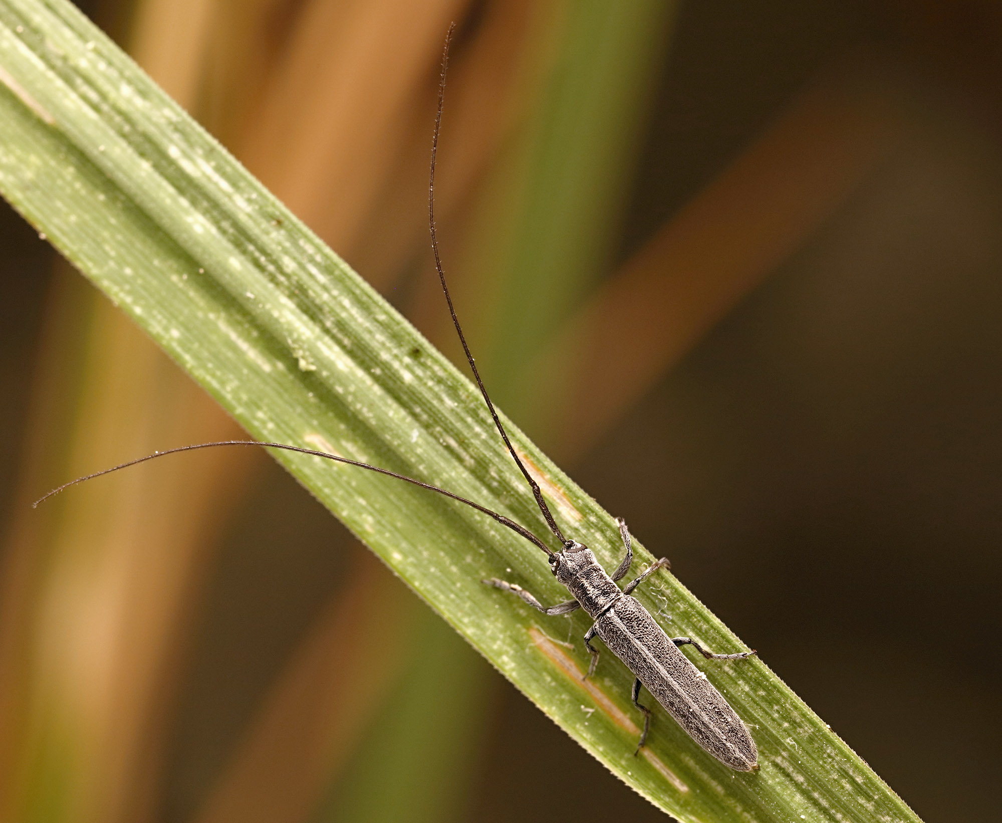 Calamobius filum