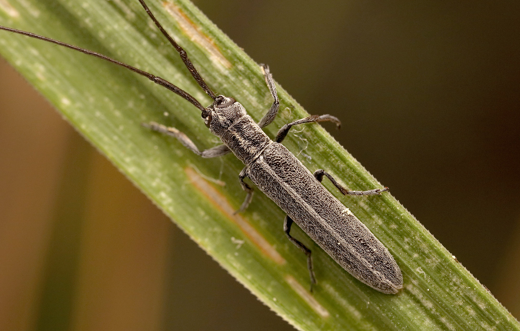 Calamobius filum