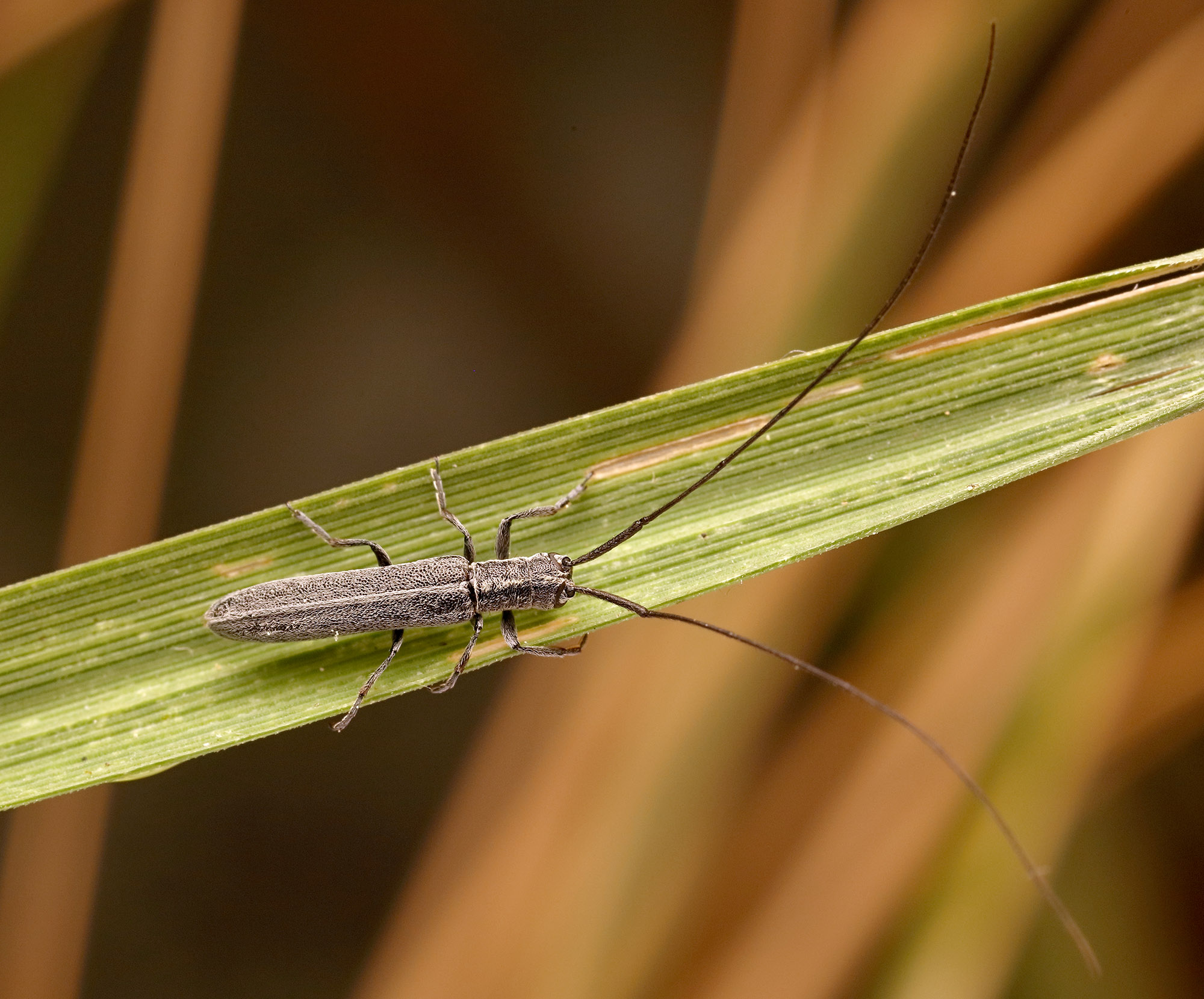 Calamobius filum