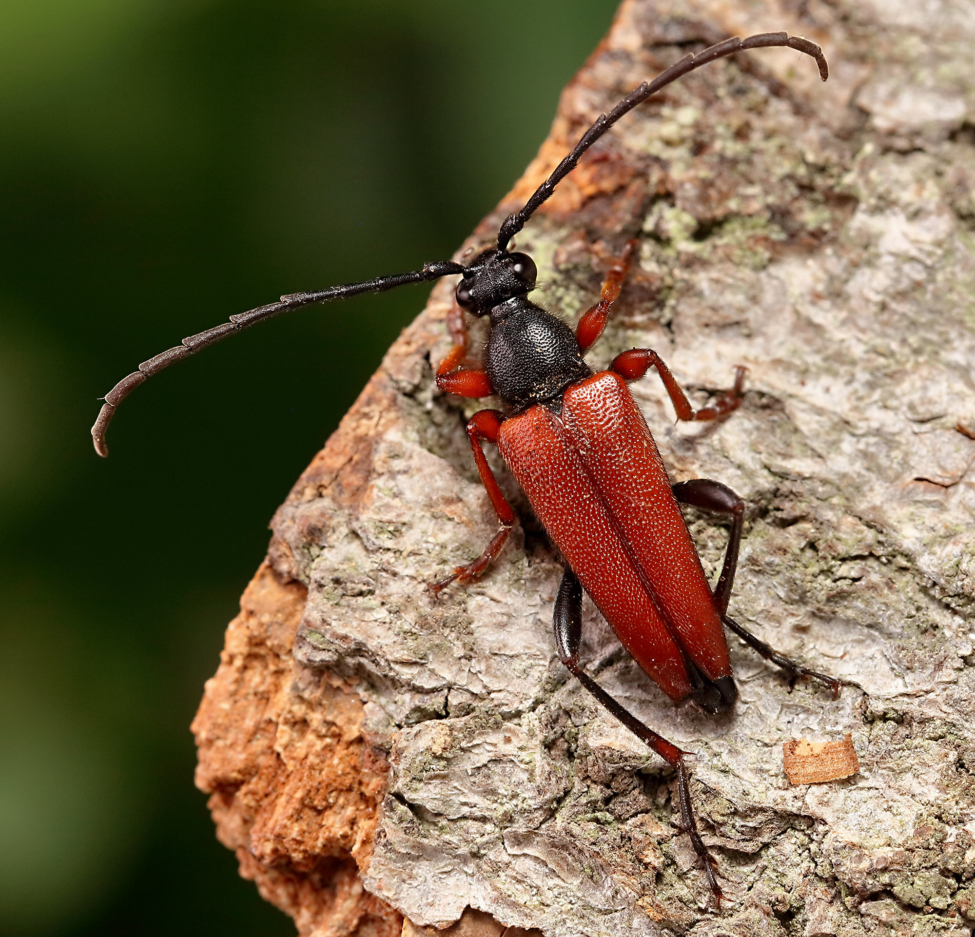 Stictoleptura erythroptera