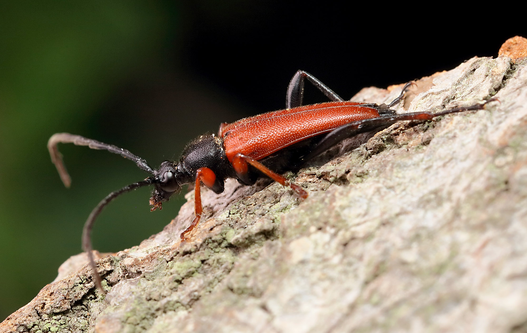 Stictoleptura erythroptera