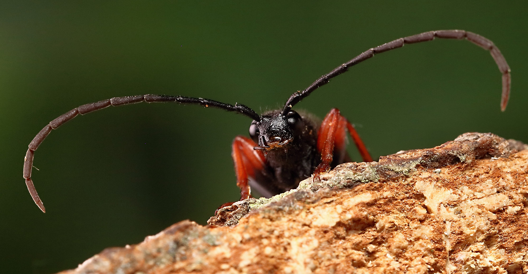 Stictoleptura erythroptera