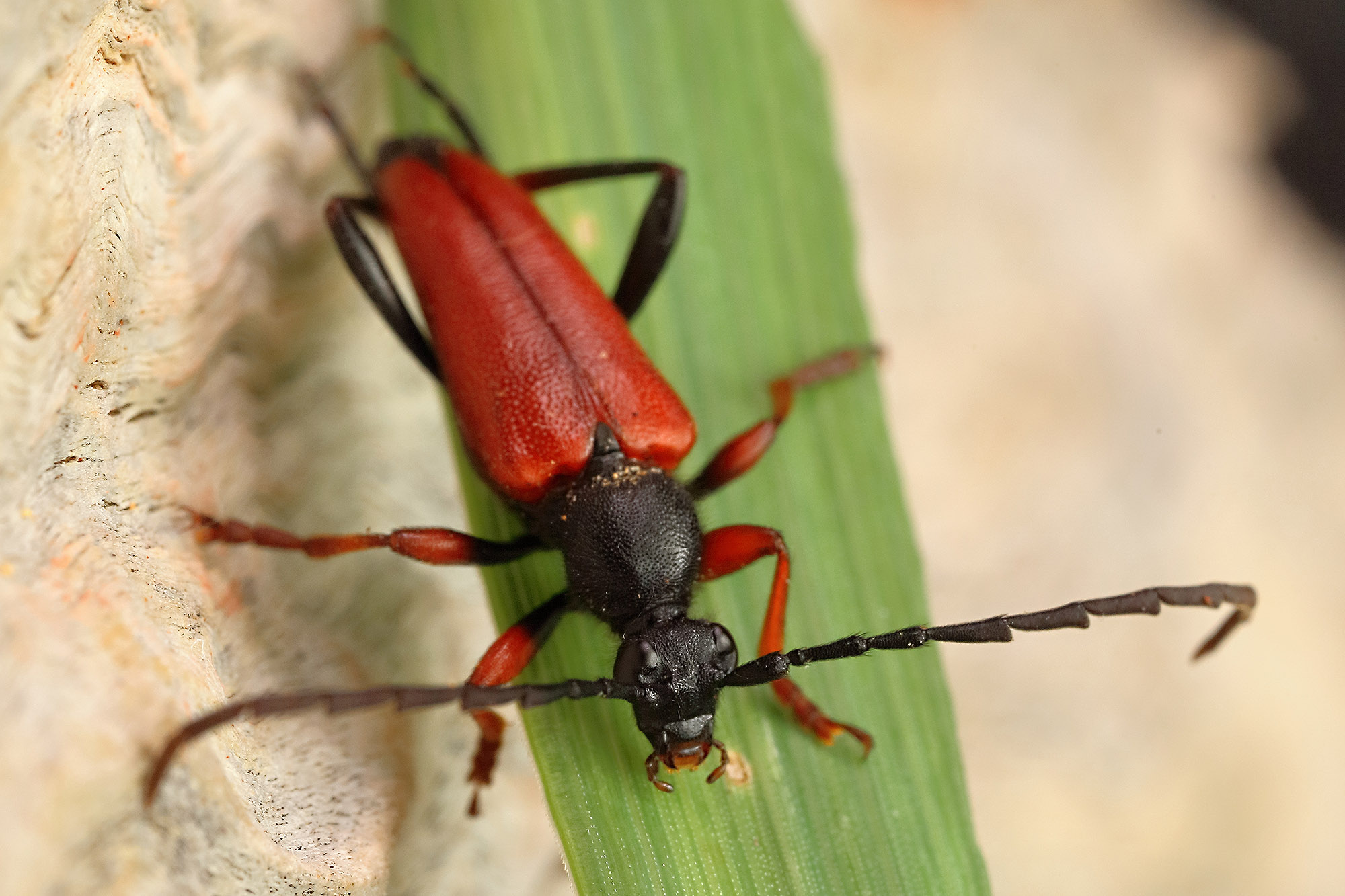 Stictoleptura erythroptera