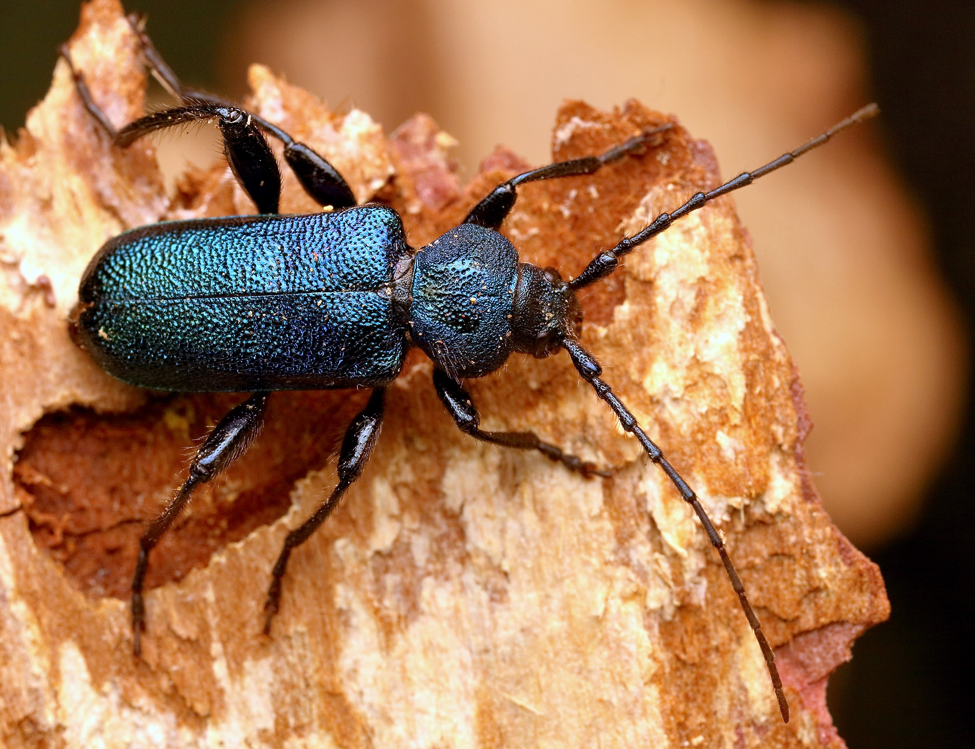 Callidium violaceum