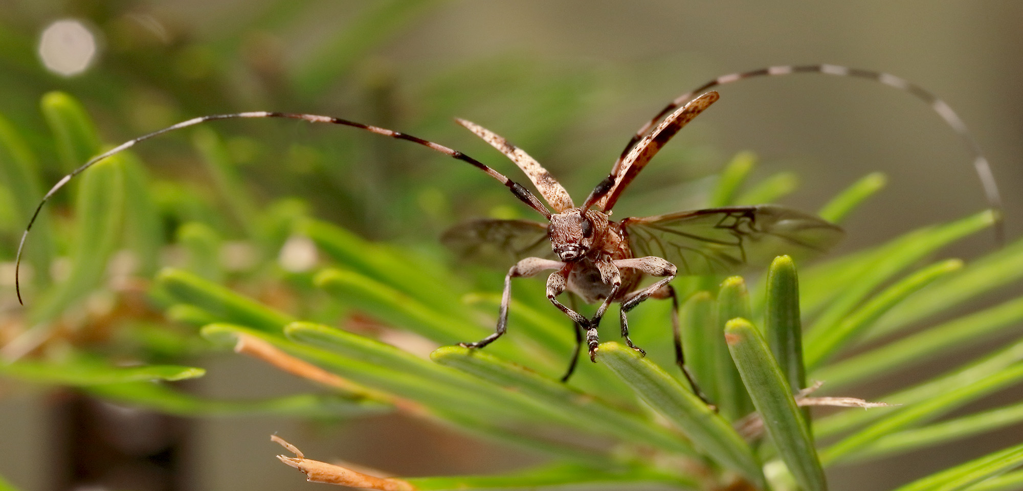 Acanthocinus griseus