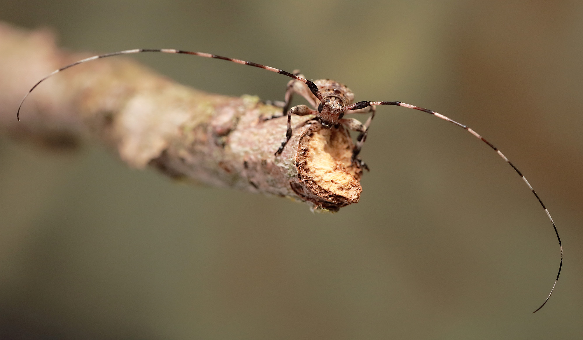 Acanthocinus griseus