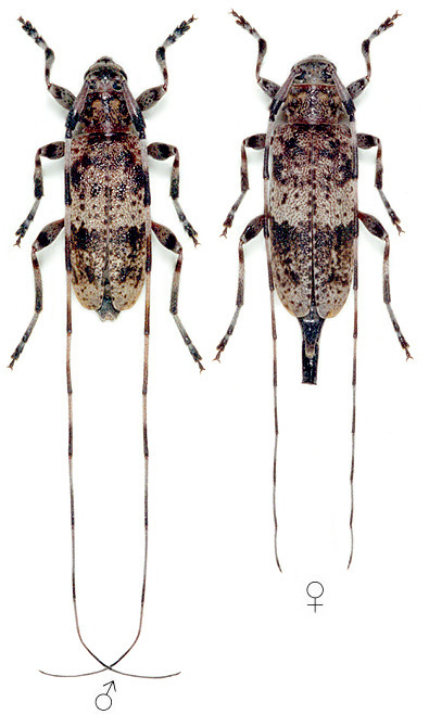 Acanthocinus griseus