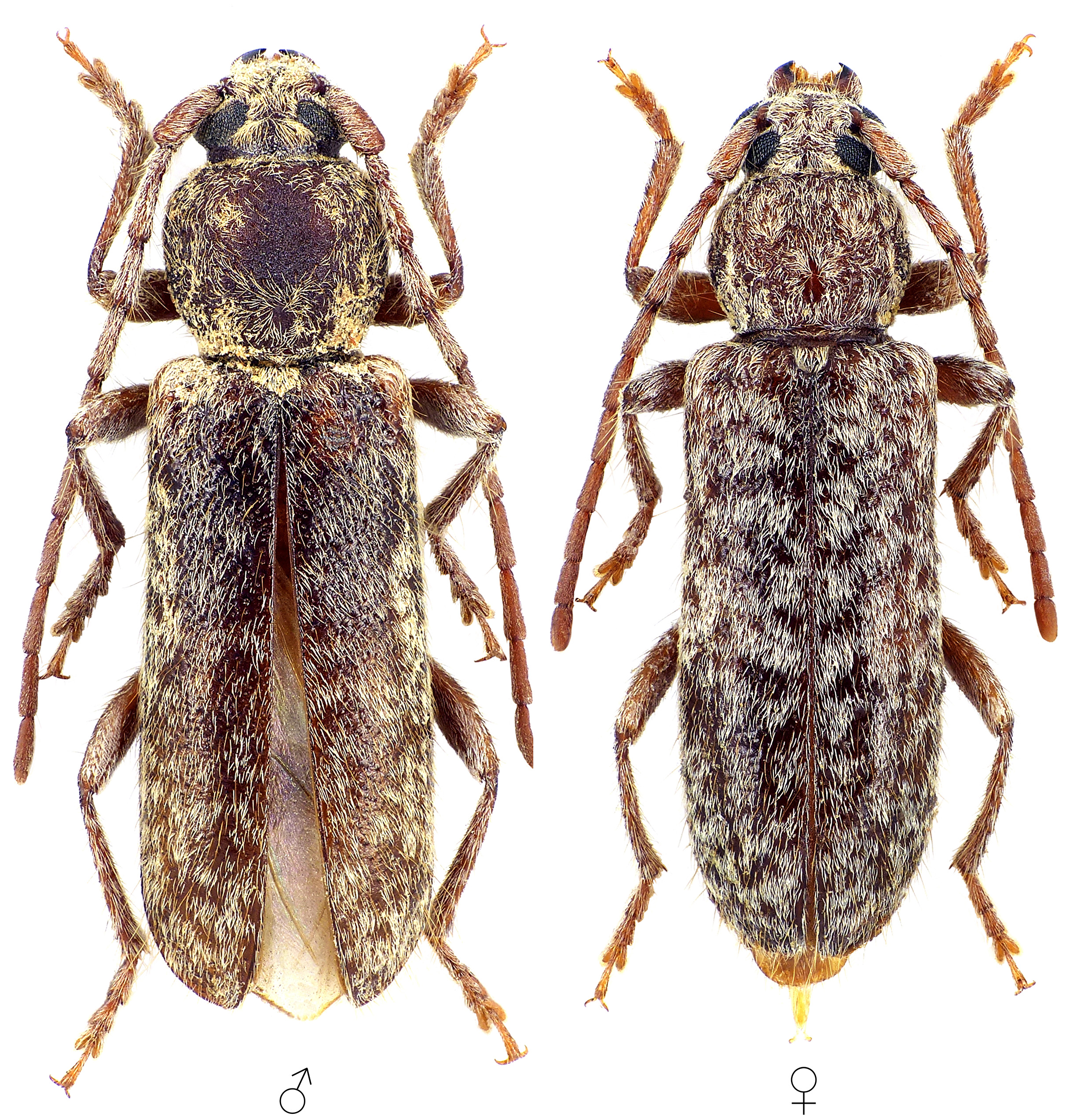 Trichoferus fasciculatus senex