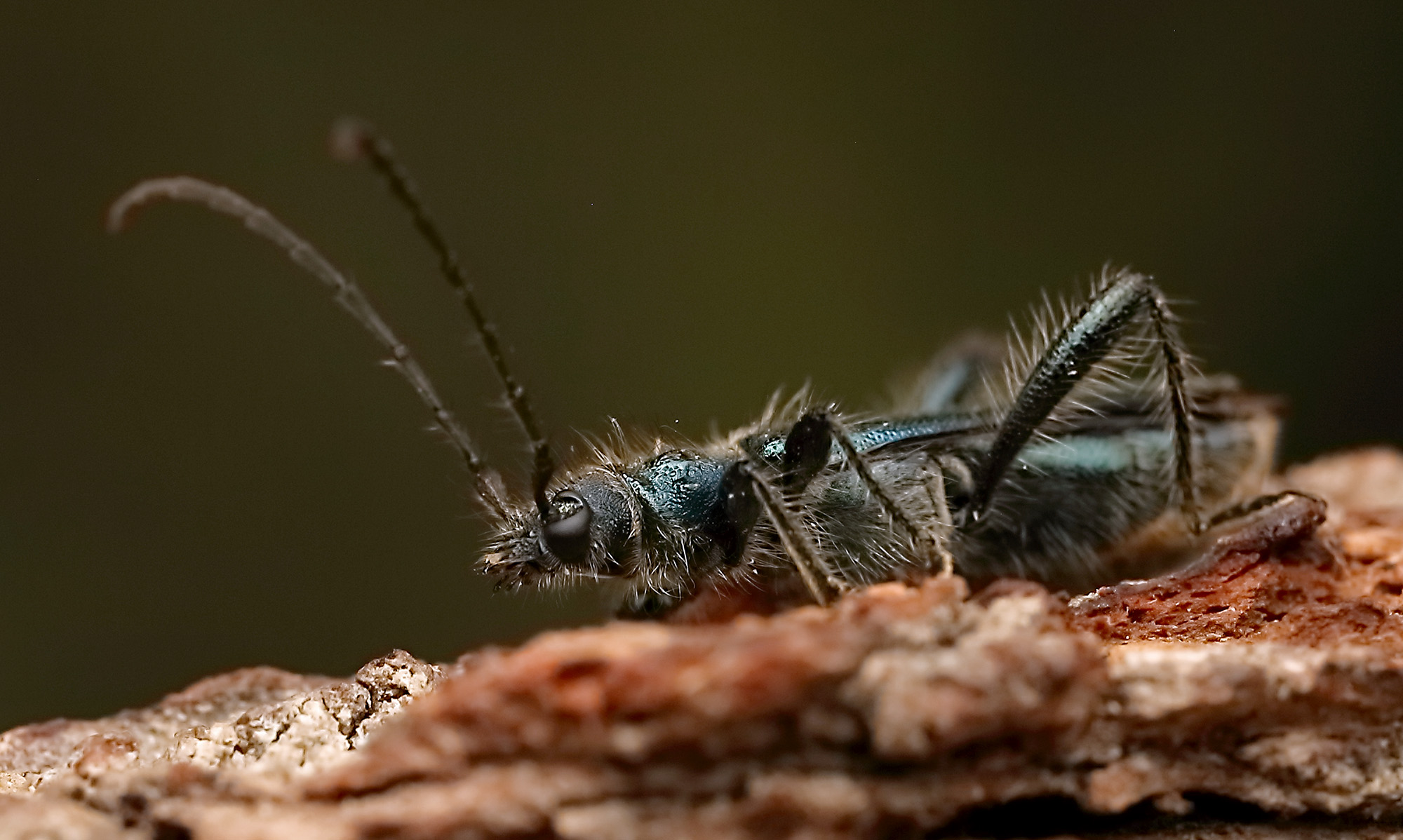 Callimus angulatus angulatus