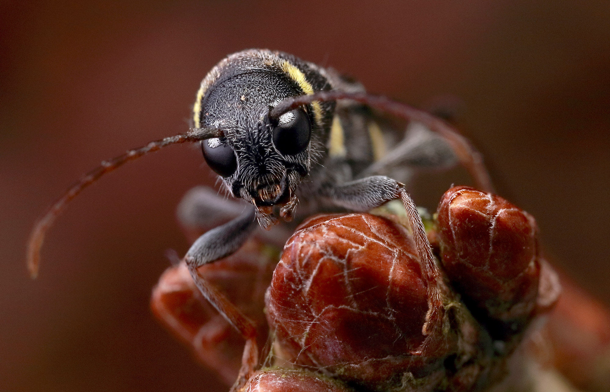 Xylotrechus antilope antilope