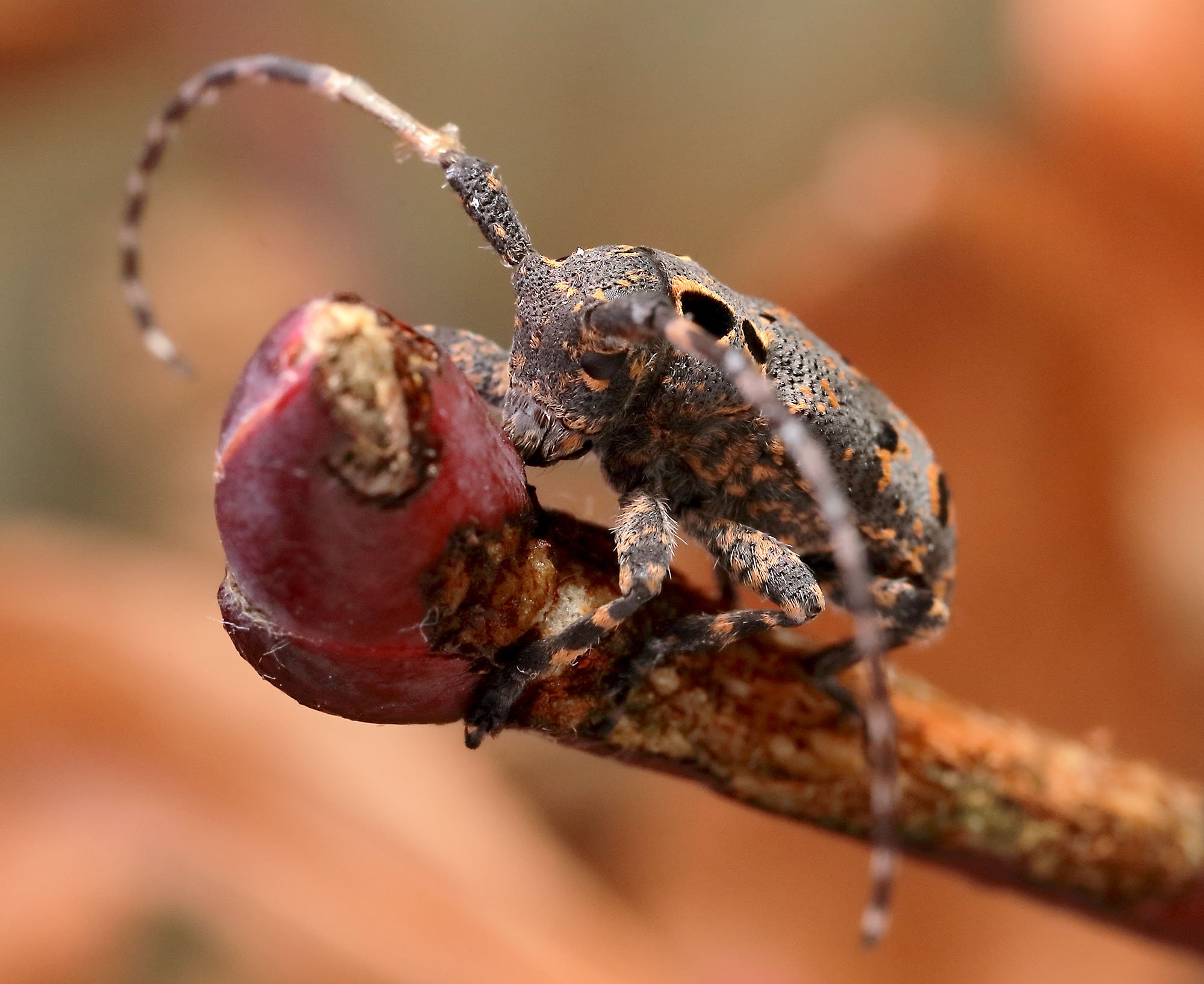 Mesosa curculionoides